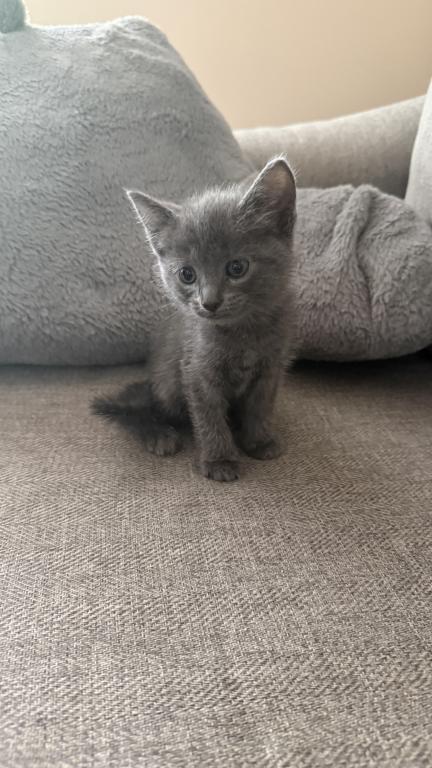 Russian Blue Kitty photo 2