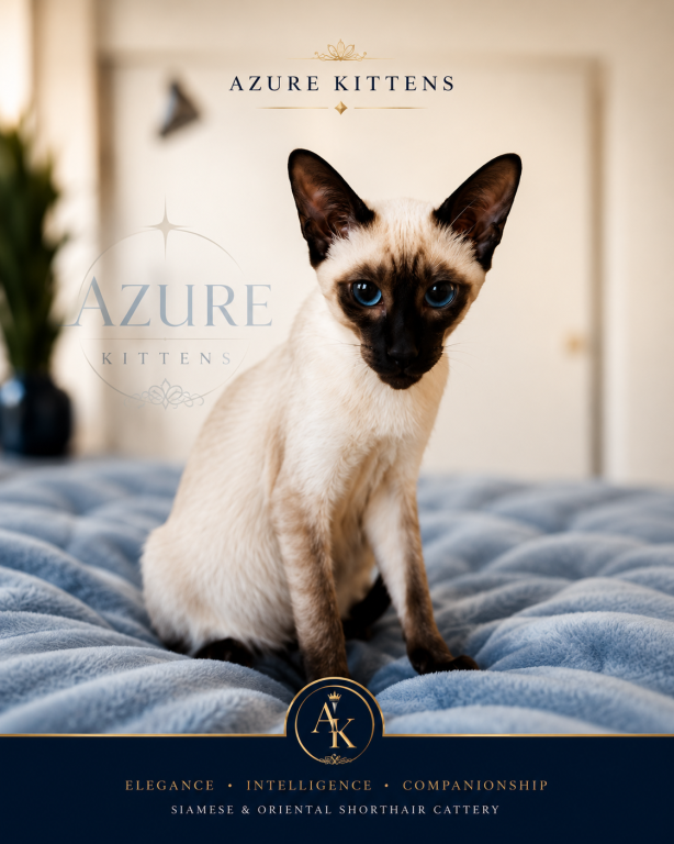 Siamese Kittens photo 5