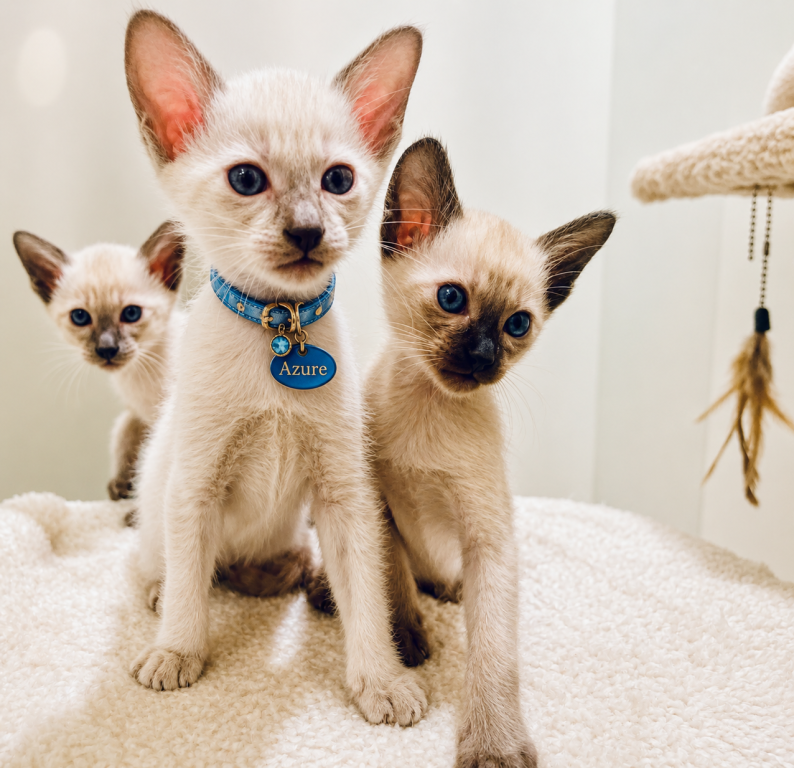 Siamese Kittens photo 1