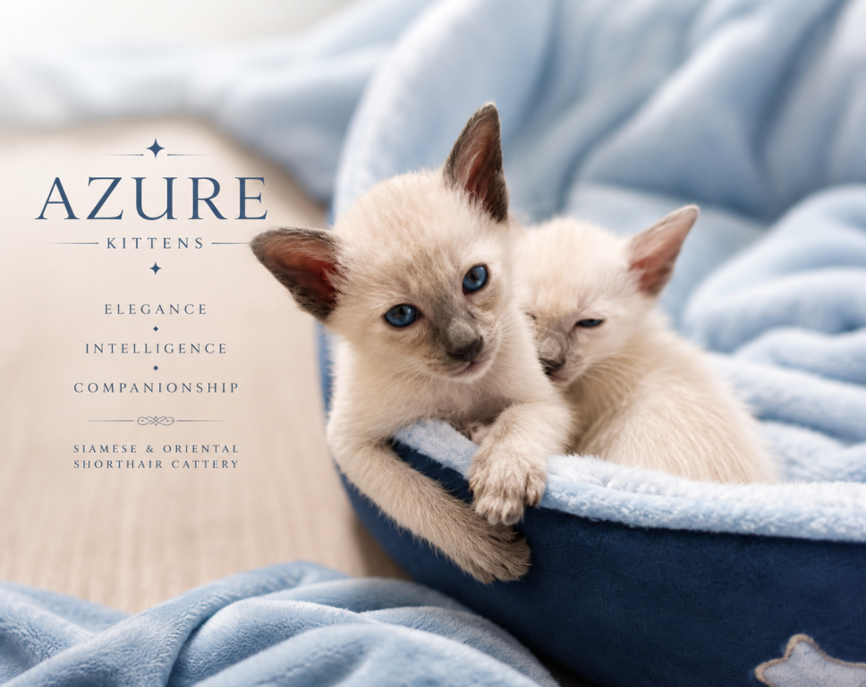 Siamese Kittens photo 2