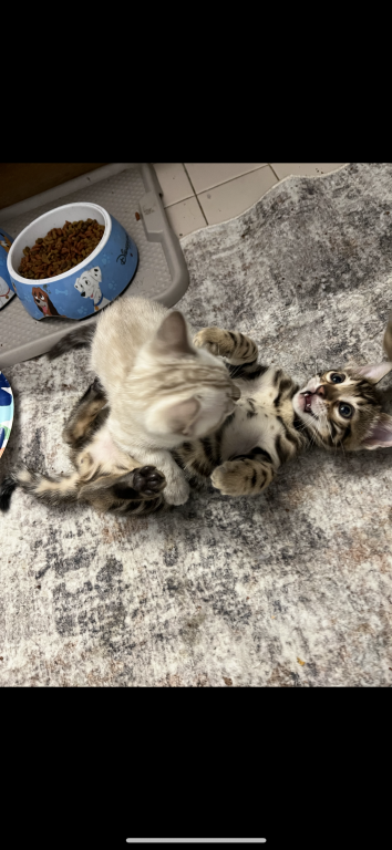 Bengal LionkingBengals photo 21