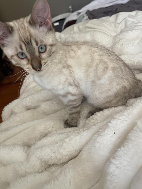 Bengal LionkingBengals photo 1
