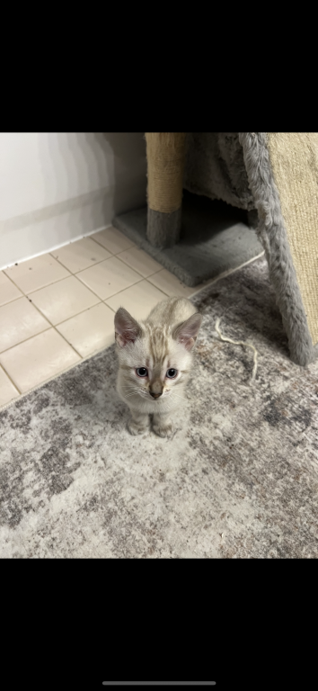 Bengal LionkingBengals photo 19