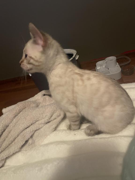 Bengal LionkingBengals photo 15