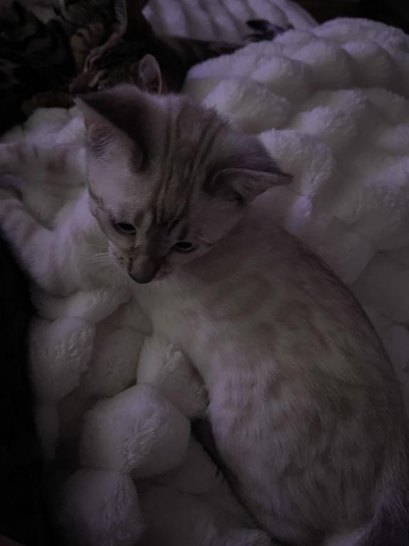 Bengal LionkingBengals photo 7