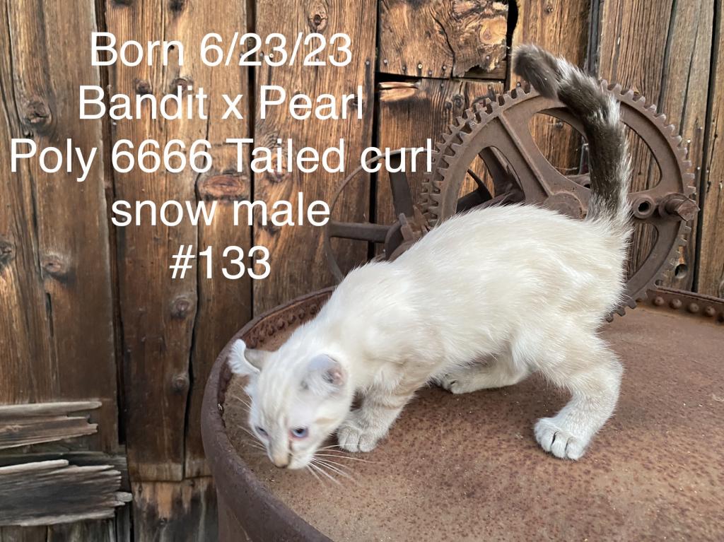 Snow Highlander photo 1