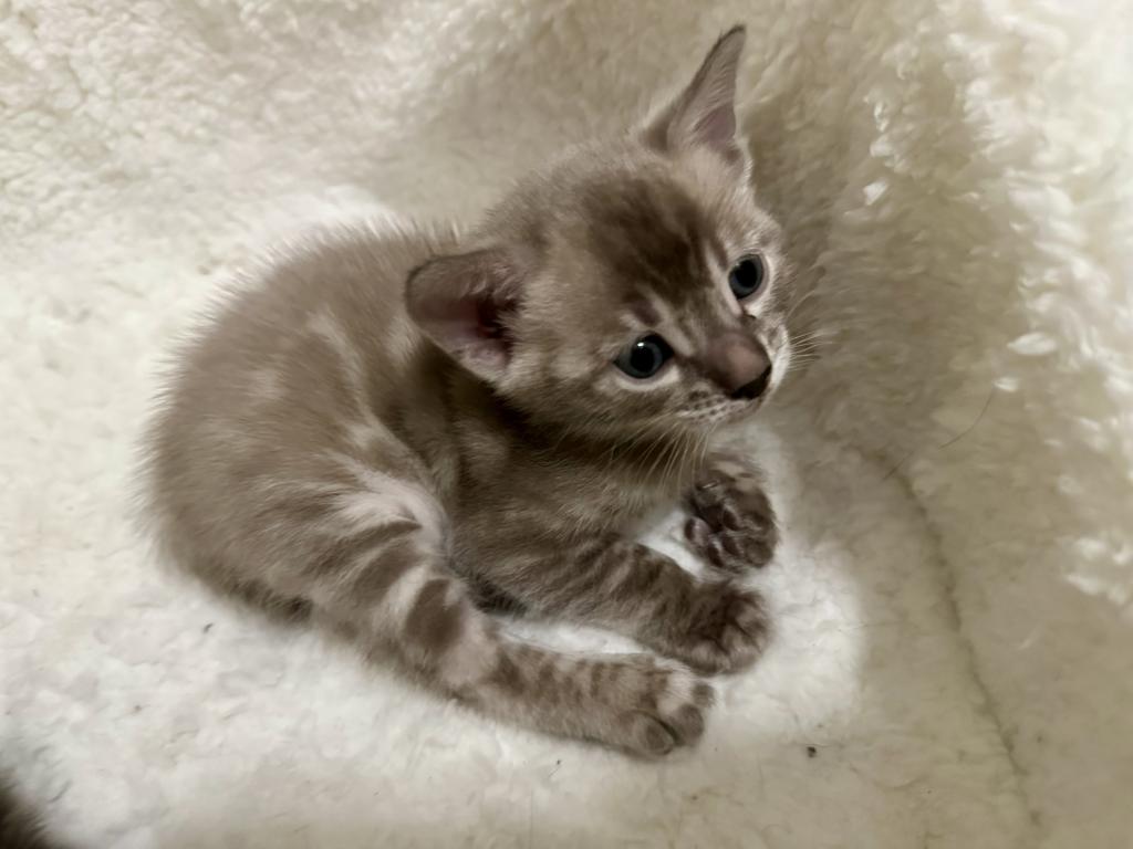 Snow Charcoal Female Mikuni Litter