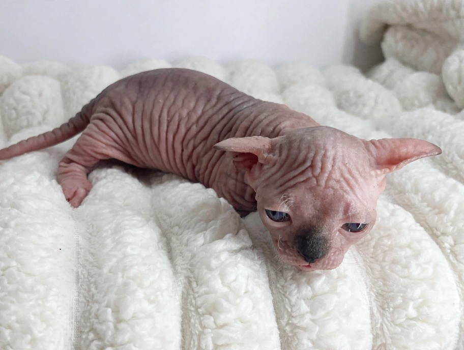 Dilute Blue Point Boy DBE photo 4