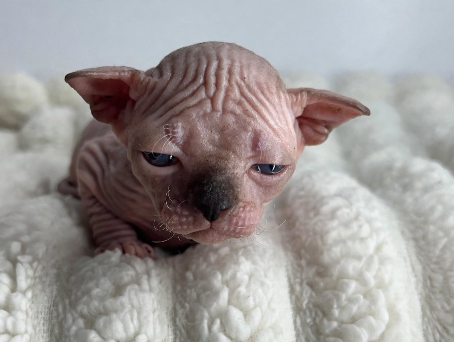 Dilute Blue Point Boy DBE