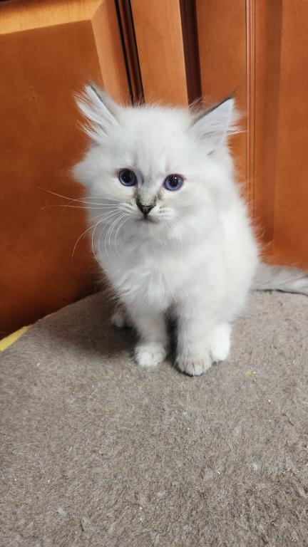 Hermoine