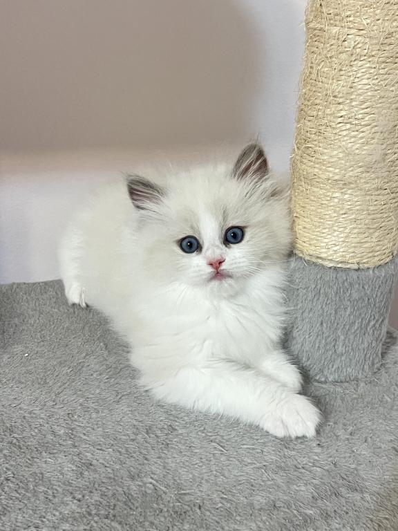 Luna photo 3