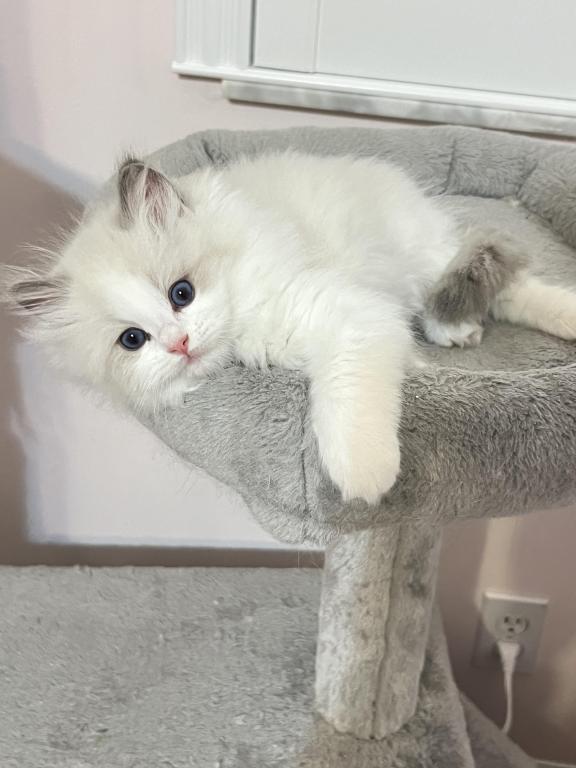 Luna photo 1