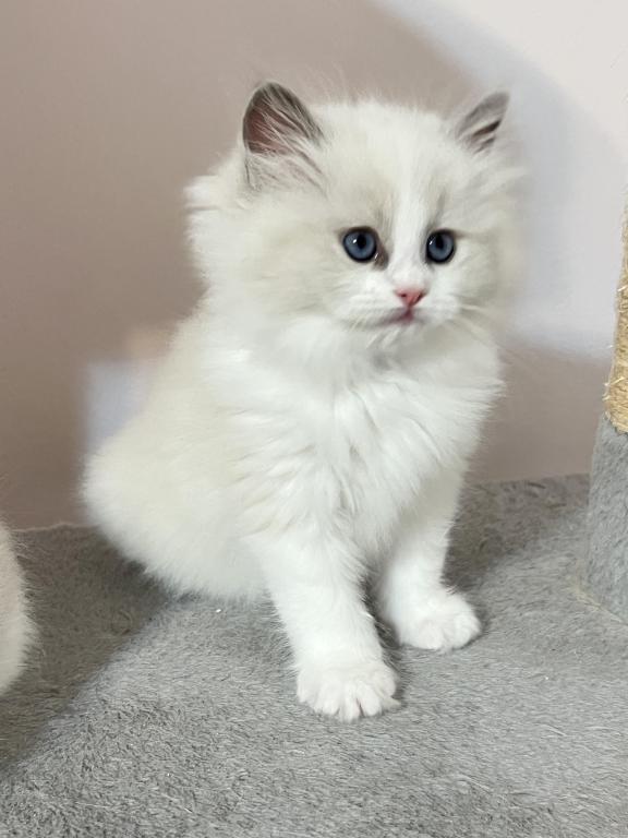 Luna photo 2