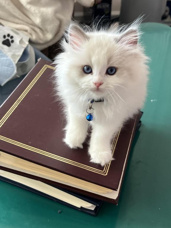 Luna photo 4