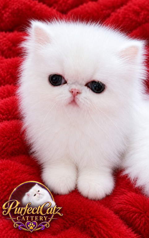 White Persian Female photo 1