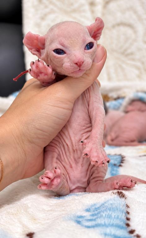 Sophies Kittens photo 3