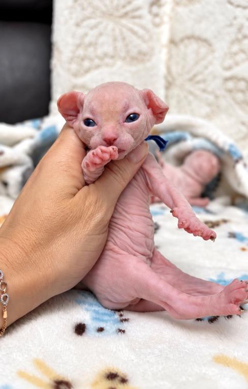 Sophies Kittens photo 4