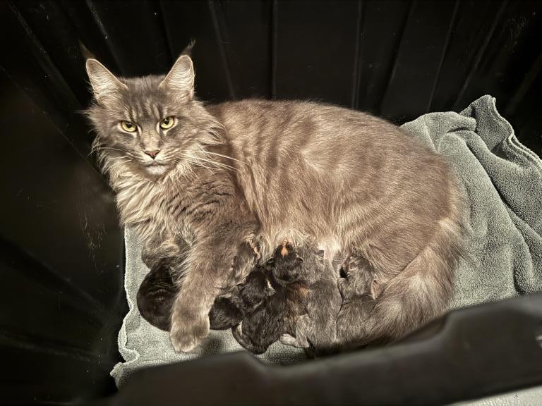 Lola Litter photo 4