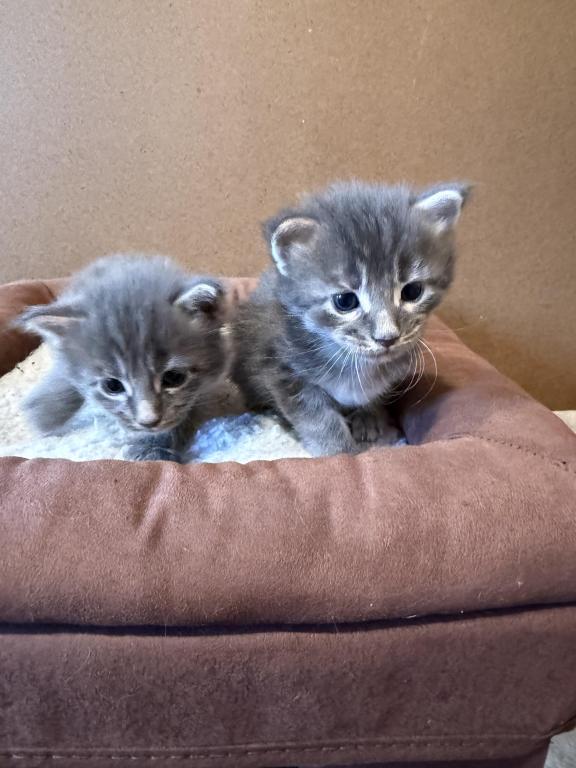 Lola Litter photo 3