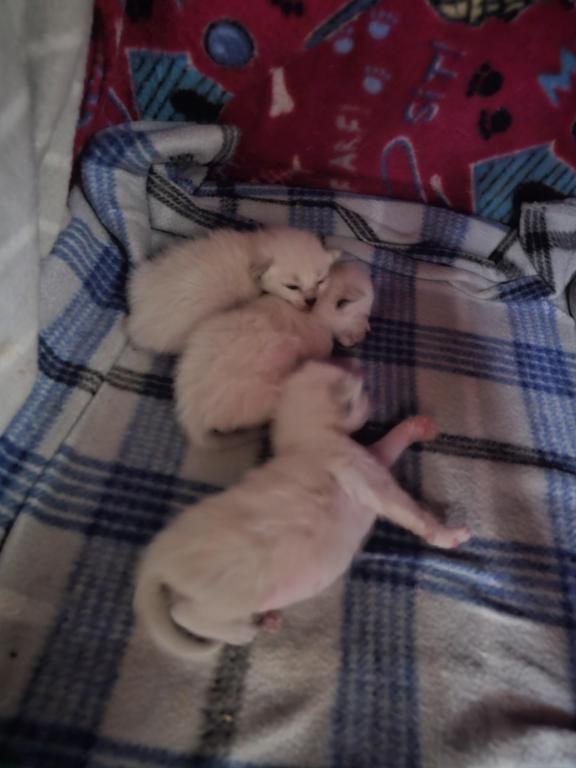 August Babies photo 1