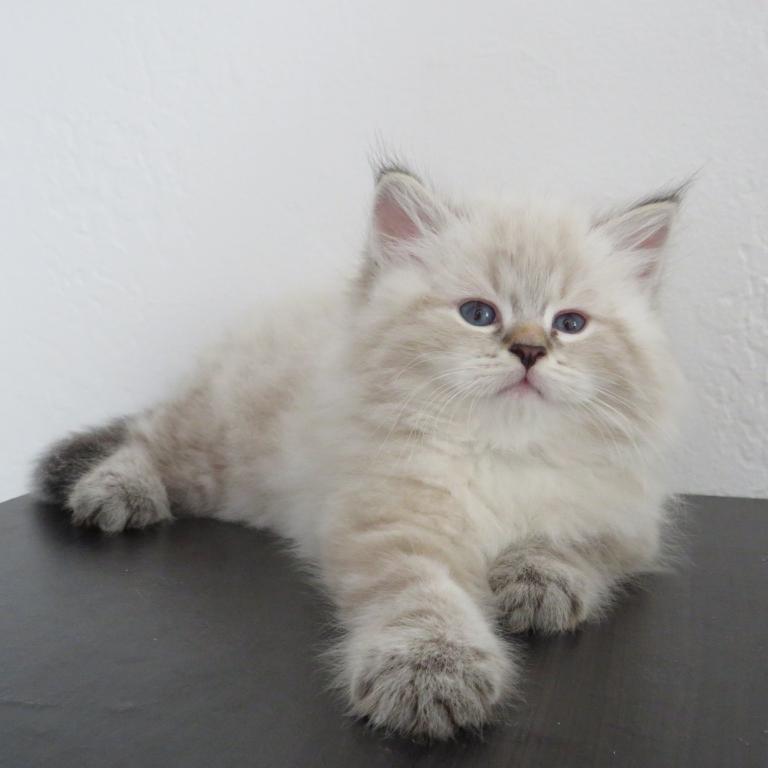 Nimbus photo 5