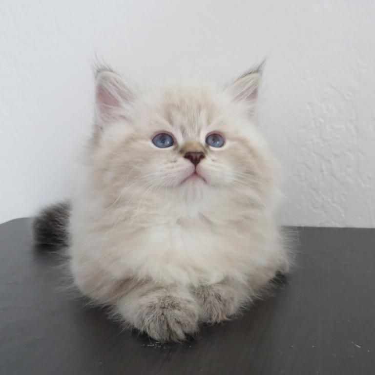 Nimbus
