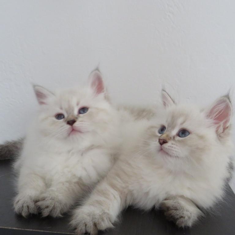 Nimbus photo 10