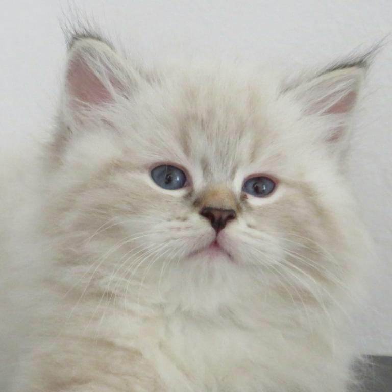 Nimbus photo 9