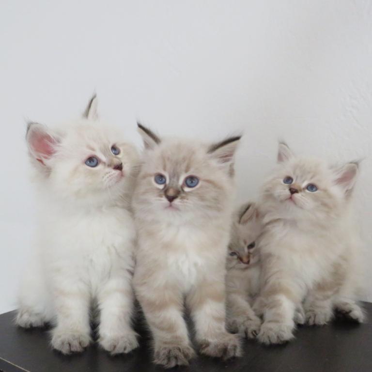 Nimbus photo 8
