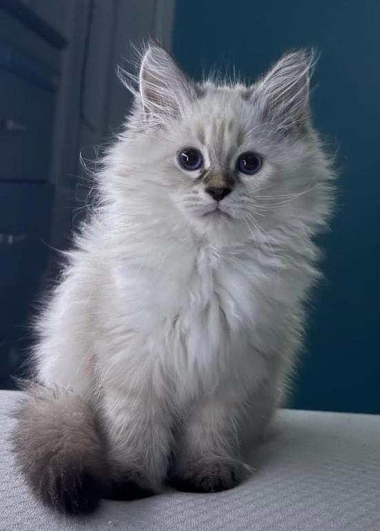 Nimbus photo 4