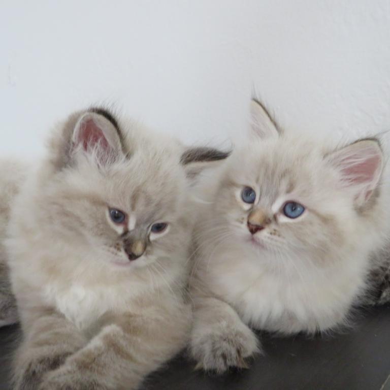 Nimbus photo 6