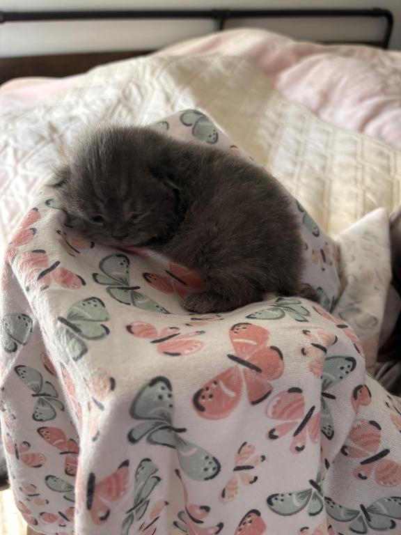 Scottish Fold Babies photo 4