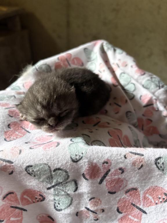 Scottish Fold Babies photo 12