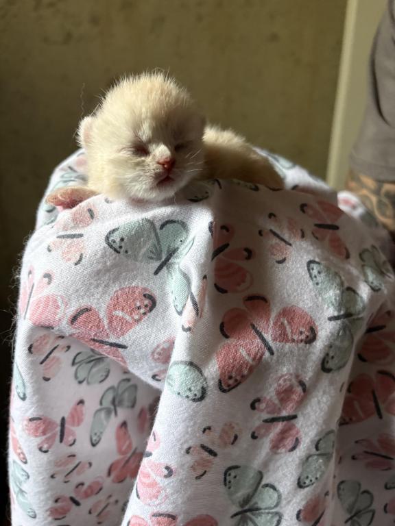 Scottish Fold Babies photo 14