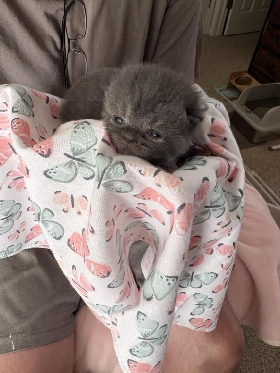 Scottish Fold Babies photo 6