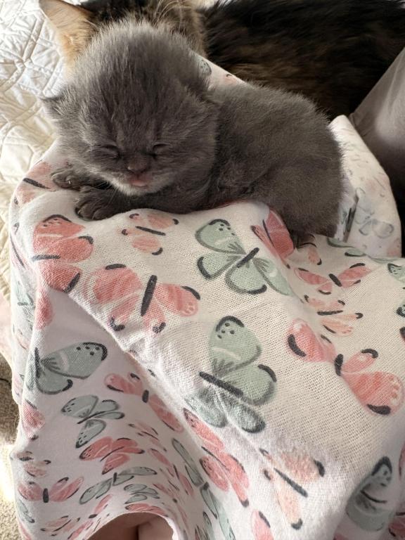 Scottish Fold Babies photo 9