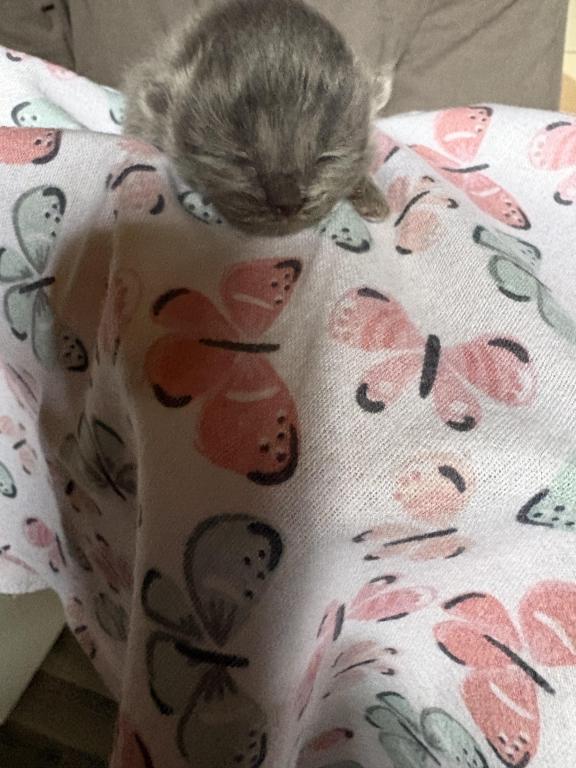 Scottish Fold Babies photo 1