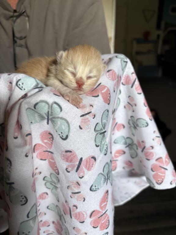 Scottish Fold Babies photo 15