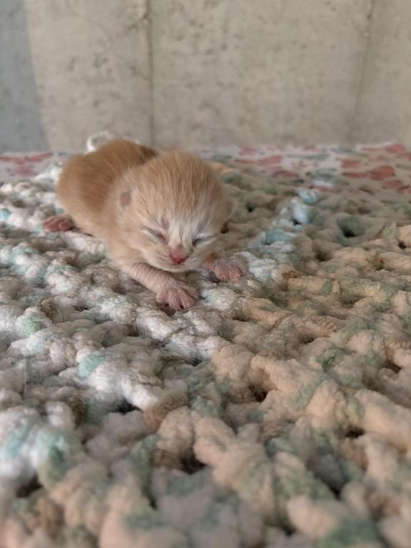 Scottish Fold Babies photo 2