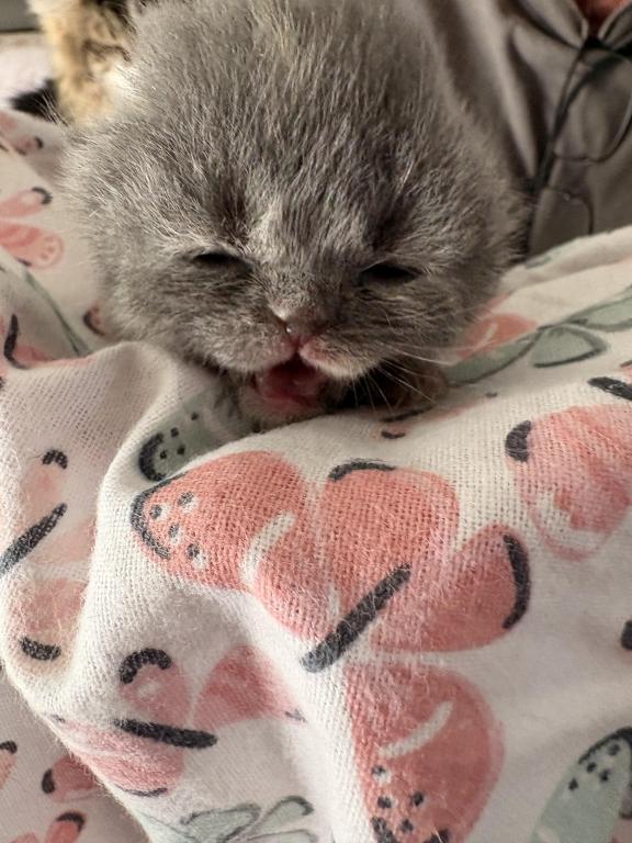 Scottish Fold Babies photo 11