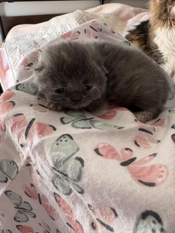Scottish Fold Babies photo 8