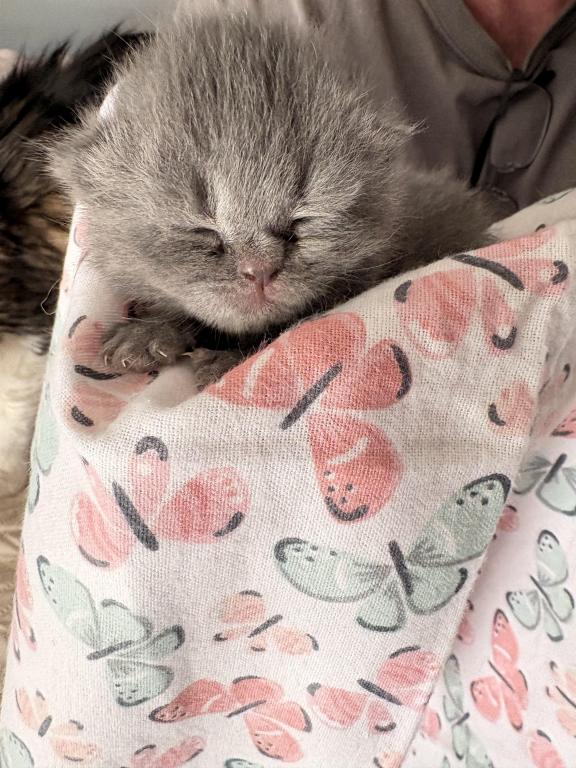 Scottish Fold Babies photo 5