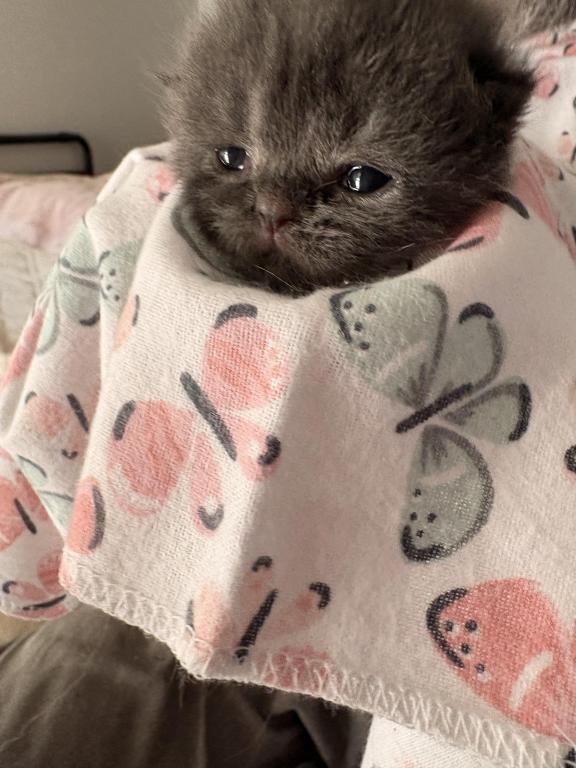 Scottish Fold Babies photo 7