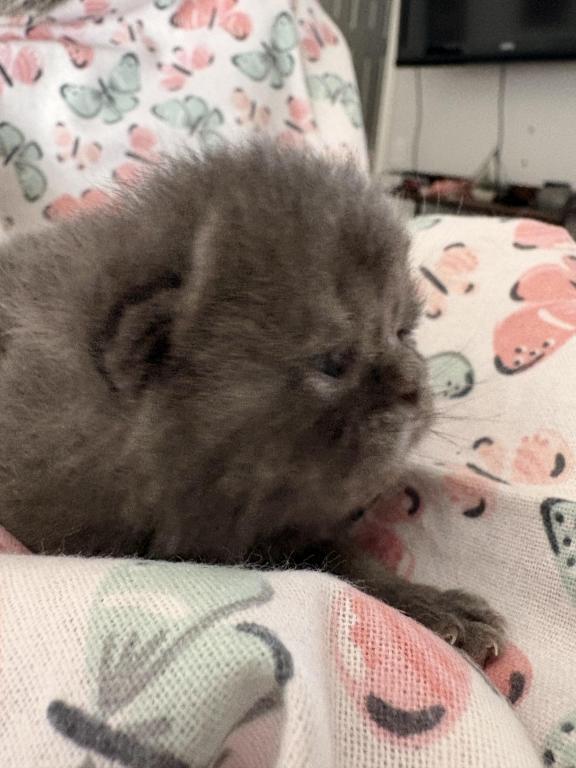 Scottish Fold Babies photo 3
