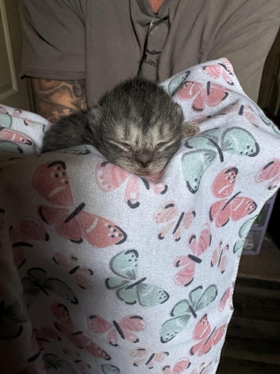 Scottish Fold Babies photo 13