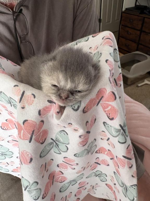 Scottish Fold Babies photo 10