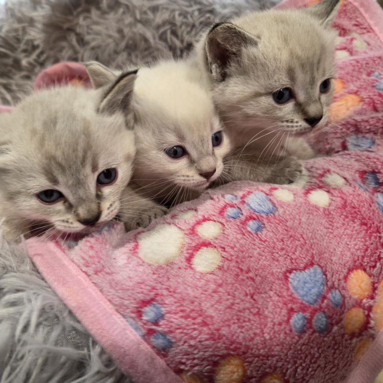 Ragamese Kittens photo 1