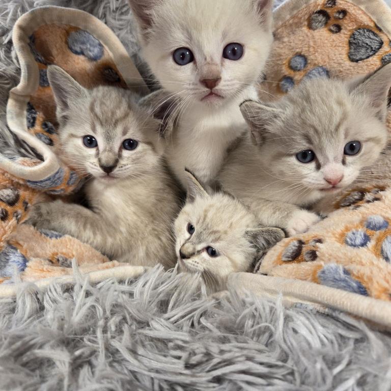 Ragamese Kittens photo 2