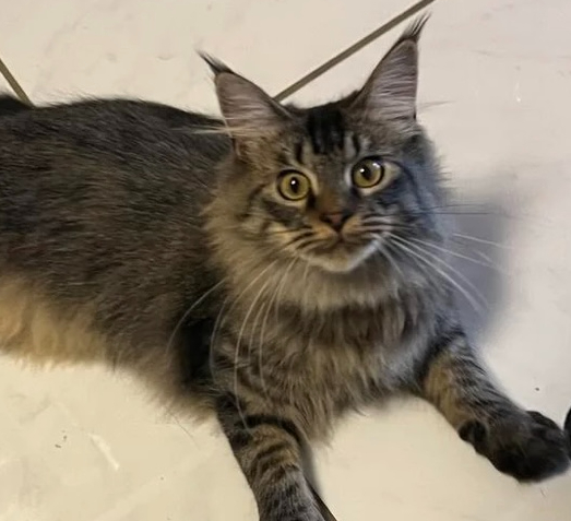CINO BROWN MAINE COON FEMALE photo 5