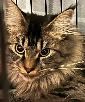 CINO BROWN MAINE COON FEMALE photo 2
